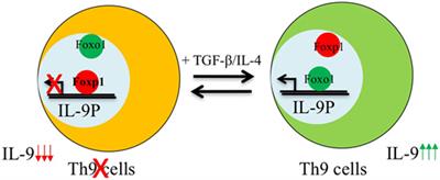 Transcriptional Control of Th9 Cells: Role of Foxo1 in Interleukin-9 Induction